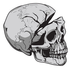 human skull Biology - vector