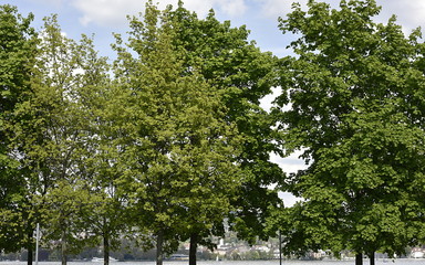 arbres en bordure du lac de zurich