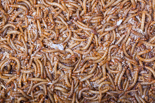 A pile of living mealworms larvae. This worm is used as food for feeding birds, reptiles or fish. The image can be used as abstract background