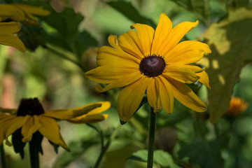 Gelber Sonnenhut - Herbstblume