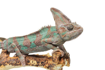 Obraz premium Greenish brown chameleon on branch