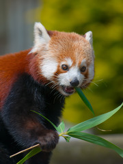 Red Panda eating the Leaves from Bamboo shoots