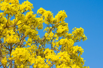 view of Tabebuia chrysotricha yellow flowers blossom on blue sky