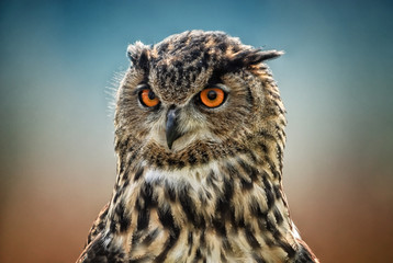 Eagle Owl portrait against blurred sky at Leeds Castle in Kent, UK