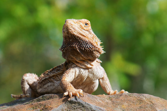 Bearded Dragon - Posing like a champ on a large boulder with soft focus green foliage in the background