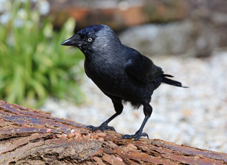 Close up of a Jackdaw on a tree stump
