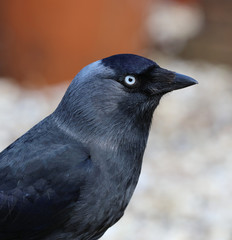 Close up of a Jackdaw