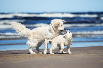 golden retriever dog playing with a puppy on the beach