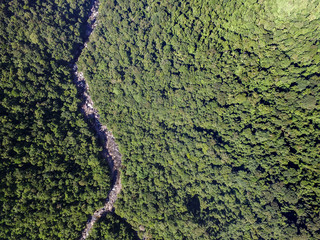 Top View of Pathway in a Rainforest, Brazil