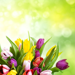 Bouquet of fresh tulips
