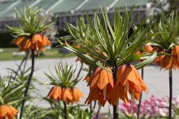 Orange flower