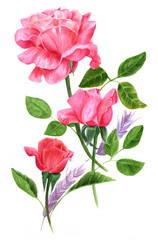 Bouquet of three tender pink and red roses on white
