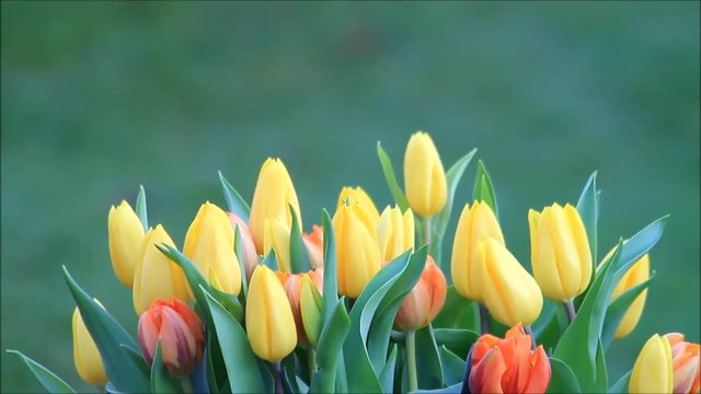 Tulips bouquet orange yellow, green background
