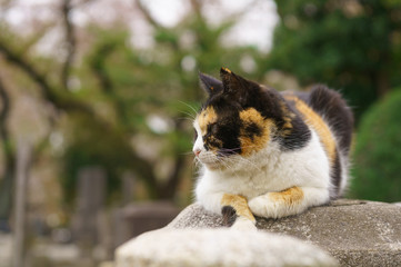 猫