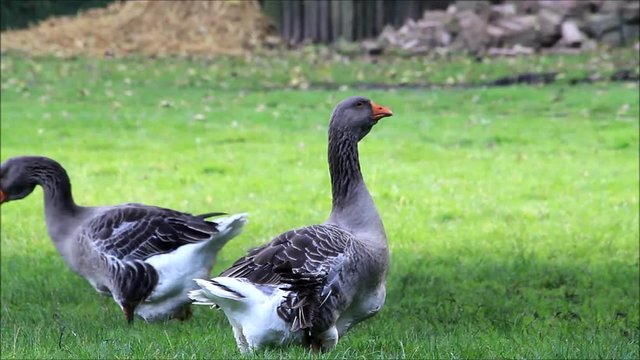 grey geese walking on meadow
