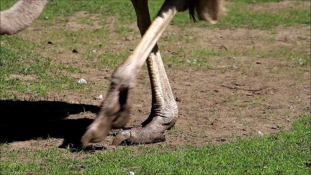 closeup ostrich head legs and feet
