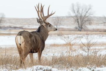 Mule Deer Buck in Snow