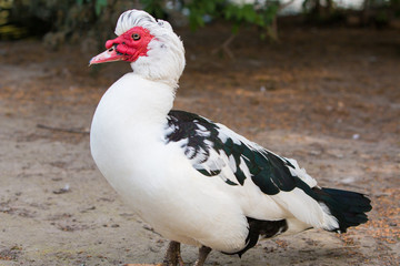 Moschusente (Cairina moschata) Warzenente