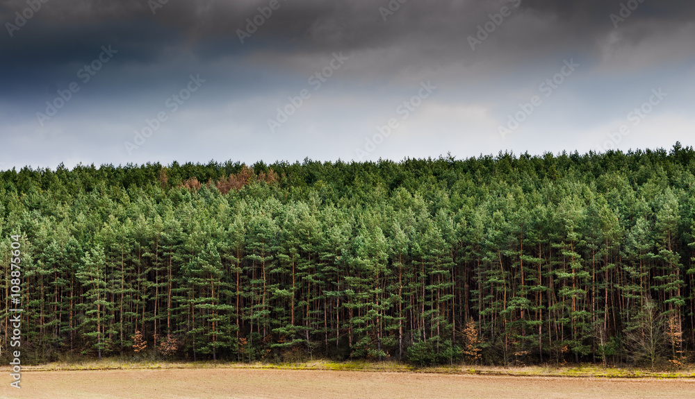 Wall mural pine tree forrest