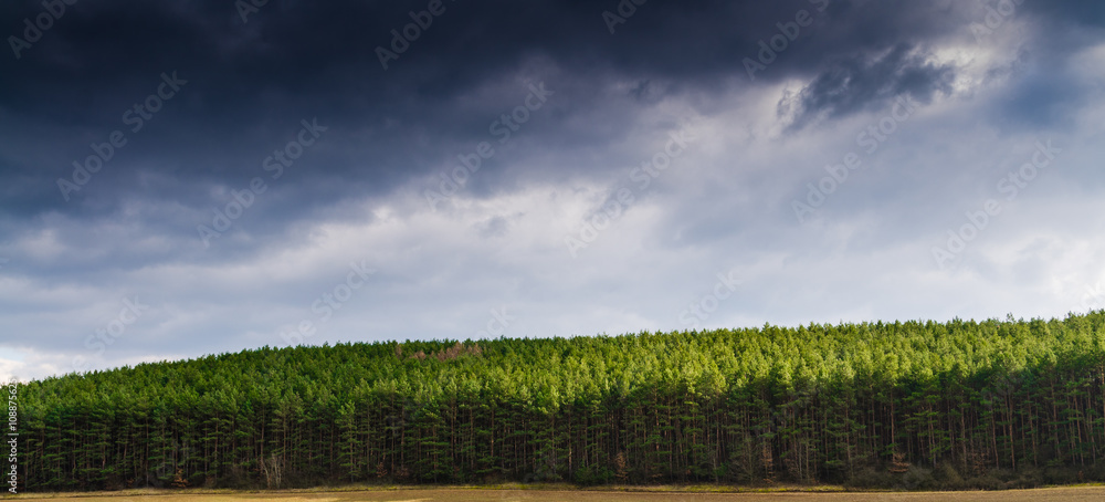 Poster pine tree forrest