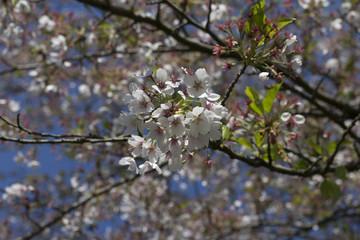 White blossoms