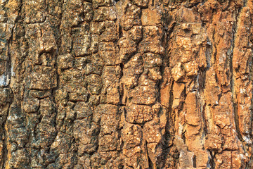 Tree bark texture at sunset. Bark pattern.