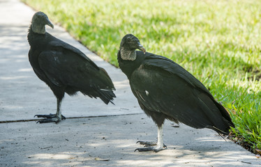 Pair of black vultures