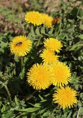Taraxacum officinale, field or ordinary with bumblebee
