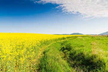 Yellow oilseed rape field under the blue sky with sun