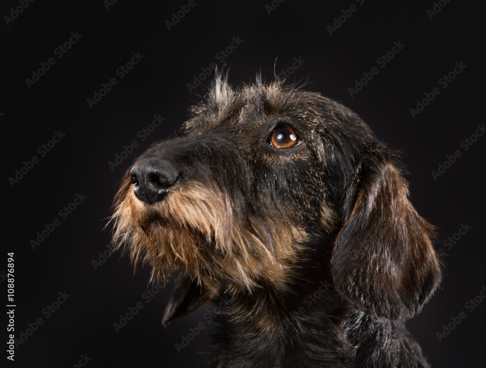 Wall mural wirehaired dachshund