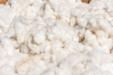 Cotton, cotton harvest from field