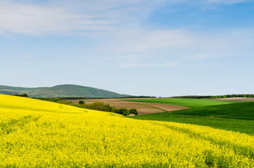 Fototapeta premium Yellow oilseed rape field under the blue sky with sun