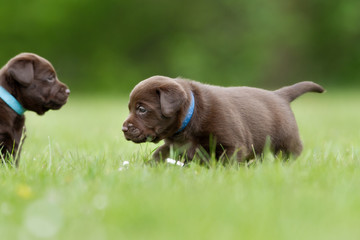 Brown labrador retriever puppies