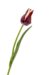 Flower tulip, isolated on white background