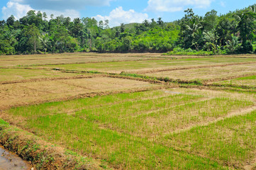 Fototapeta na wymiar fields with crops of rice Sri Lanka