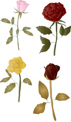 Isolated Roses - vector 