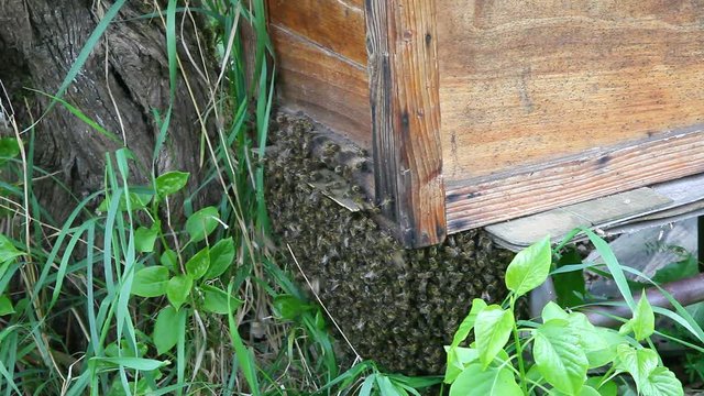 ESSAIM D'ABEILLES