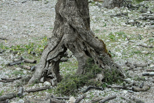 alter Olivenbaum Stamm