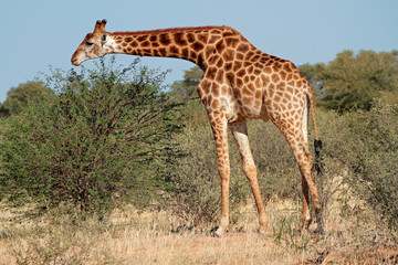 A giraffe (Giraffa camelopardalis) feeding on an Acacia tree, South Africa.