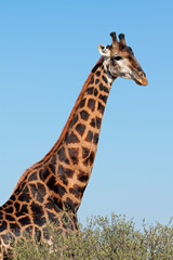 Portrait of a large giraffe bull (Giraffa camelopardalis), South Africa.