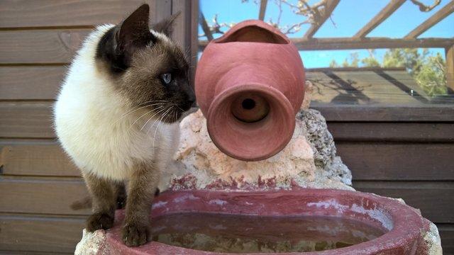 Gato en la fuente