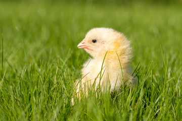Newly-hatched chick on a green grass