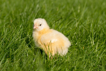 Newly-hatched chick on a green grass