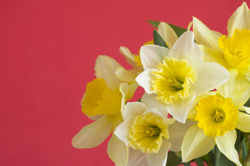 Obraz na płótnie Canvas Spring flowers. Narcissus (daffodil)