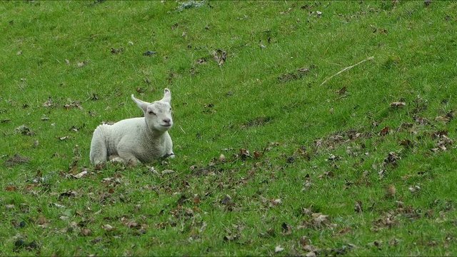 Landschaften in Ostfriesland, Schafe auf dem Ems Deich