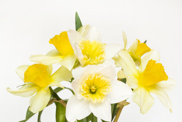 Naklejka na ściany i meble Spring flowers. Narcissus (daffodil)