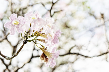 beautiful pink flowers
