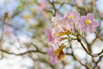 beautiful pink flowers