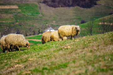 flock of sheep on the meadow near  village