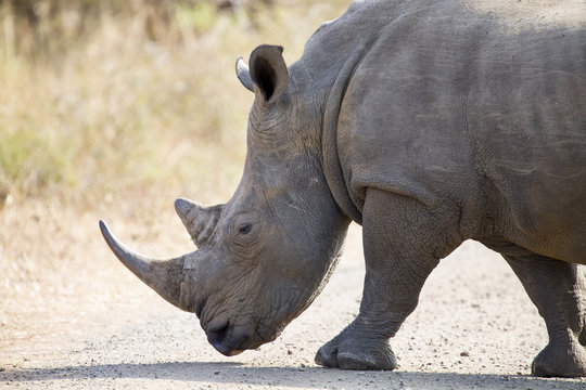 Lone rhino walking on open area looking for safety from poachers
